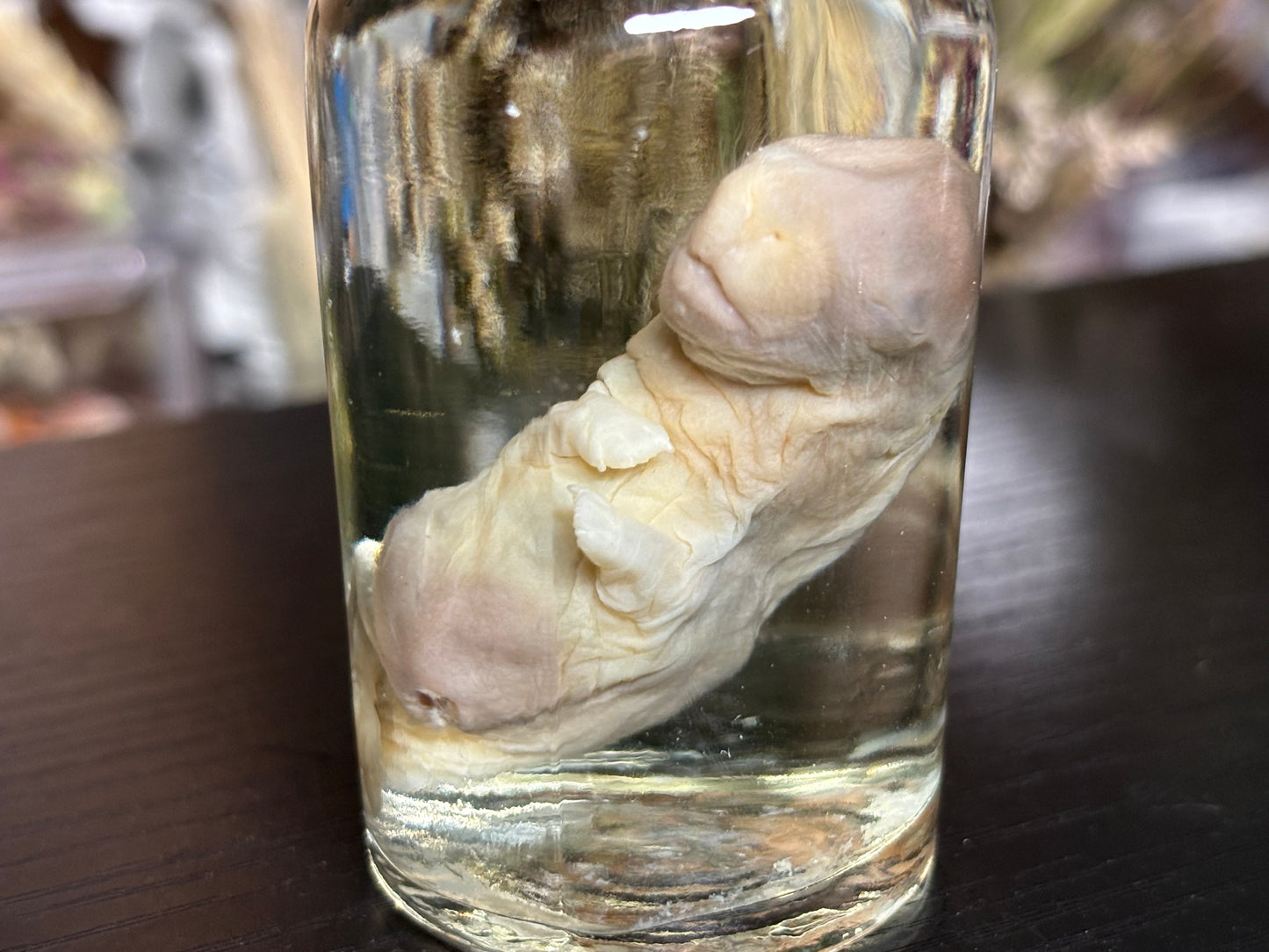 deformed newborn rabbit (spice jar) wet specimens