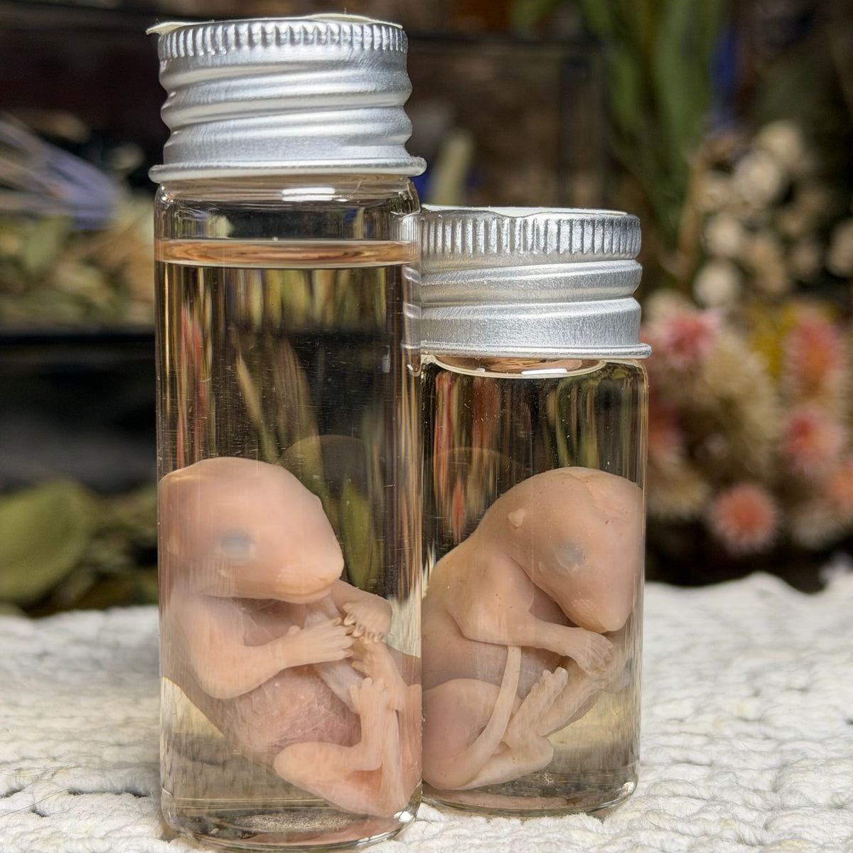 gray squirrel embryo wet specimen