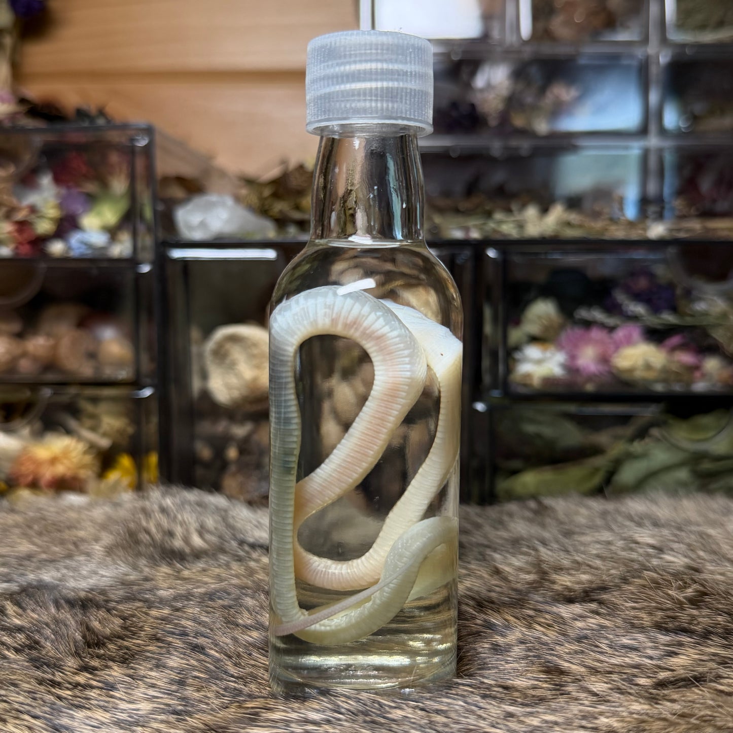 baby whiteout corn snake wet specimen
