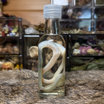 baby whiteout corn snake wet specimen