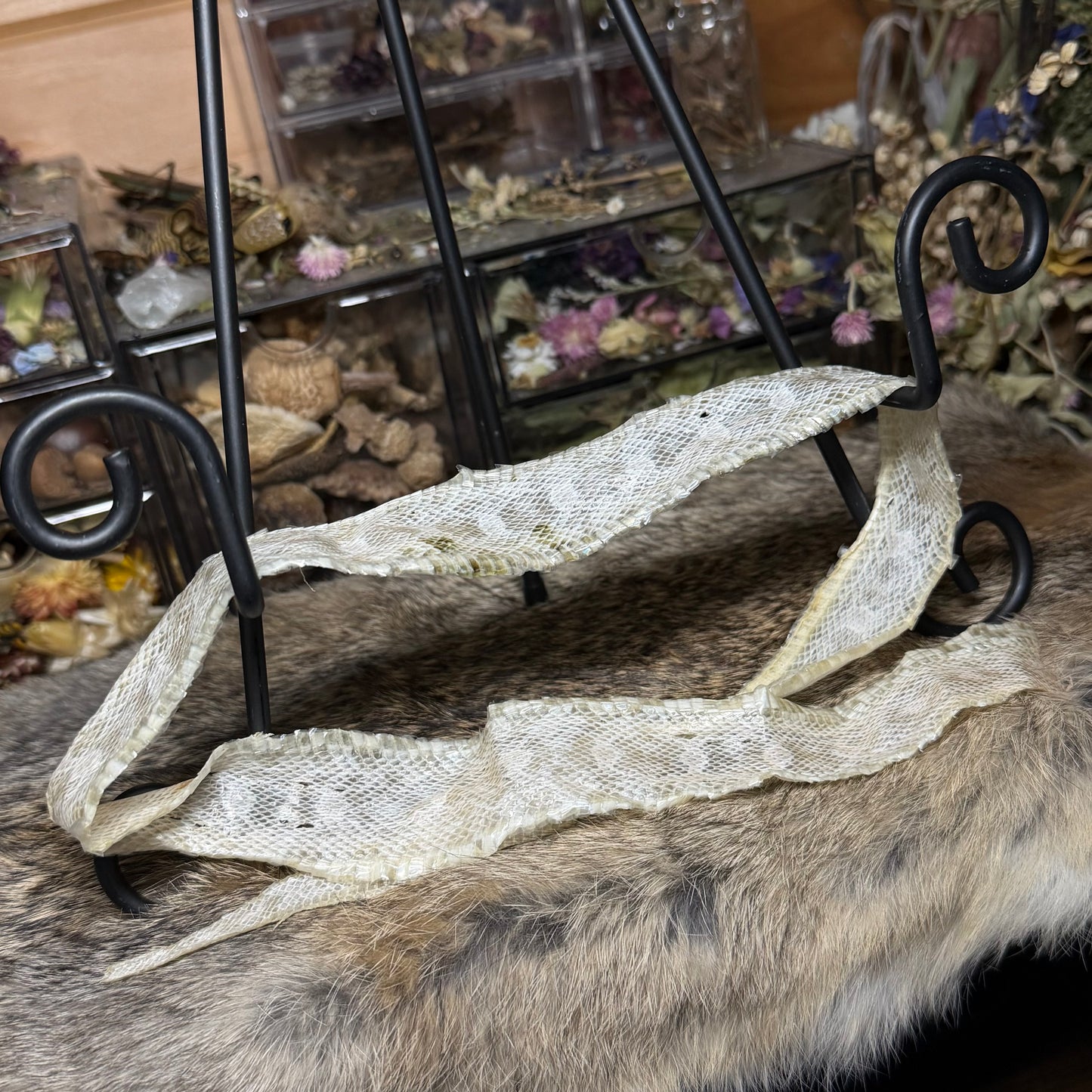 snow corn snake hide