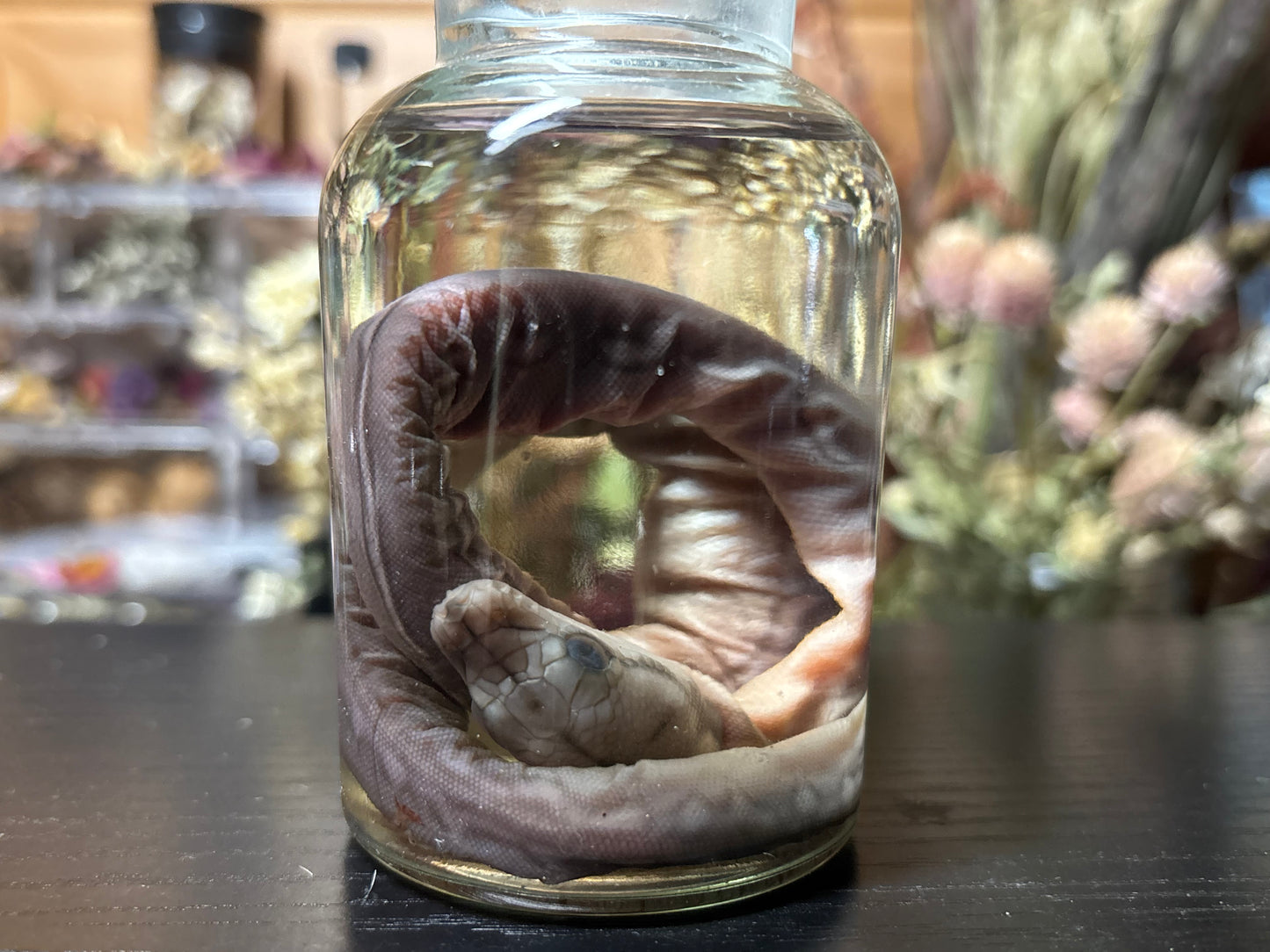 embryonic stillborn reticulated python wet specimen