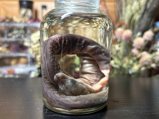 embryonic stillborn reticulated python wet specimen