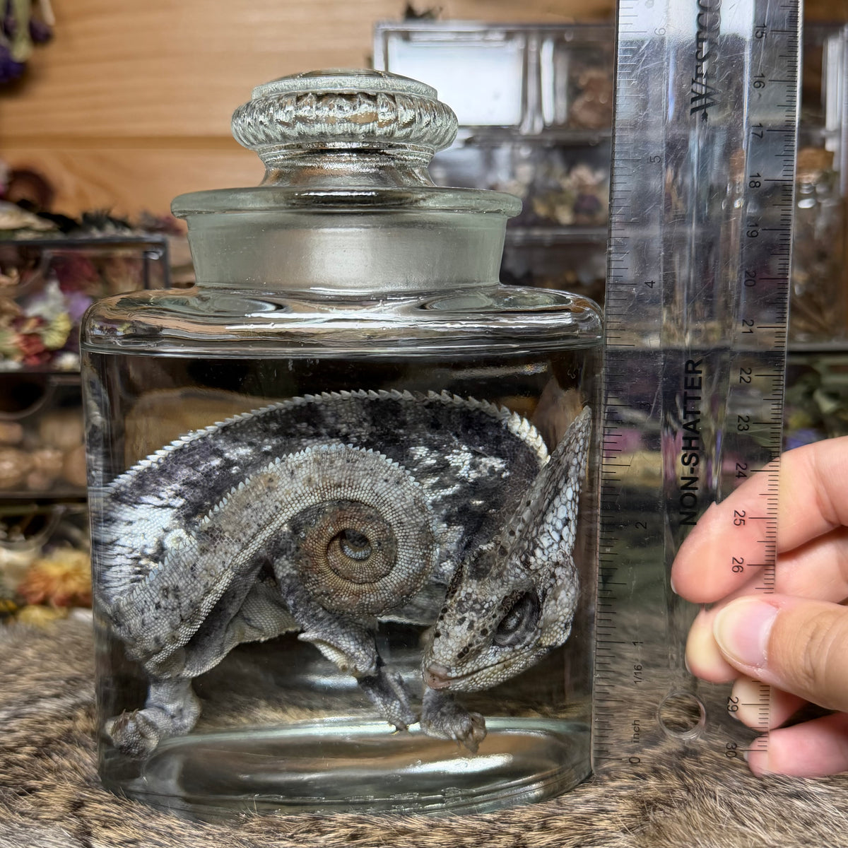adult male veiled chameleon wet specimen