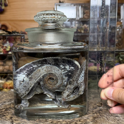 adult male veiled chameleon wet specimen