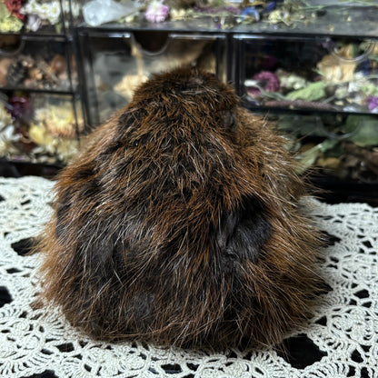 mummified adolescent beaver head