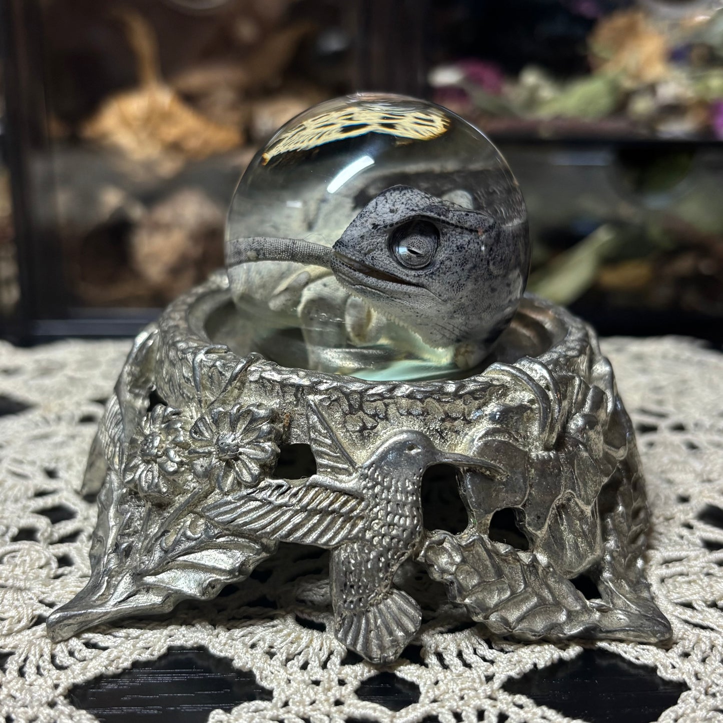 baby chameleon globe wet specimen