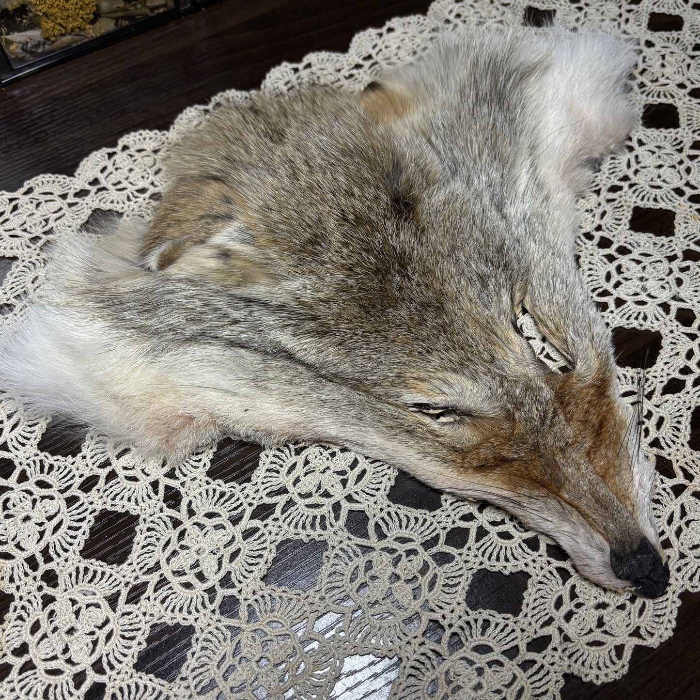 tanned face pelts & parts