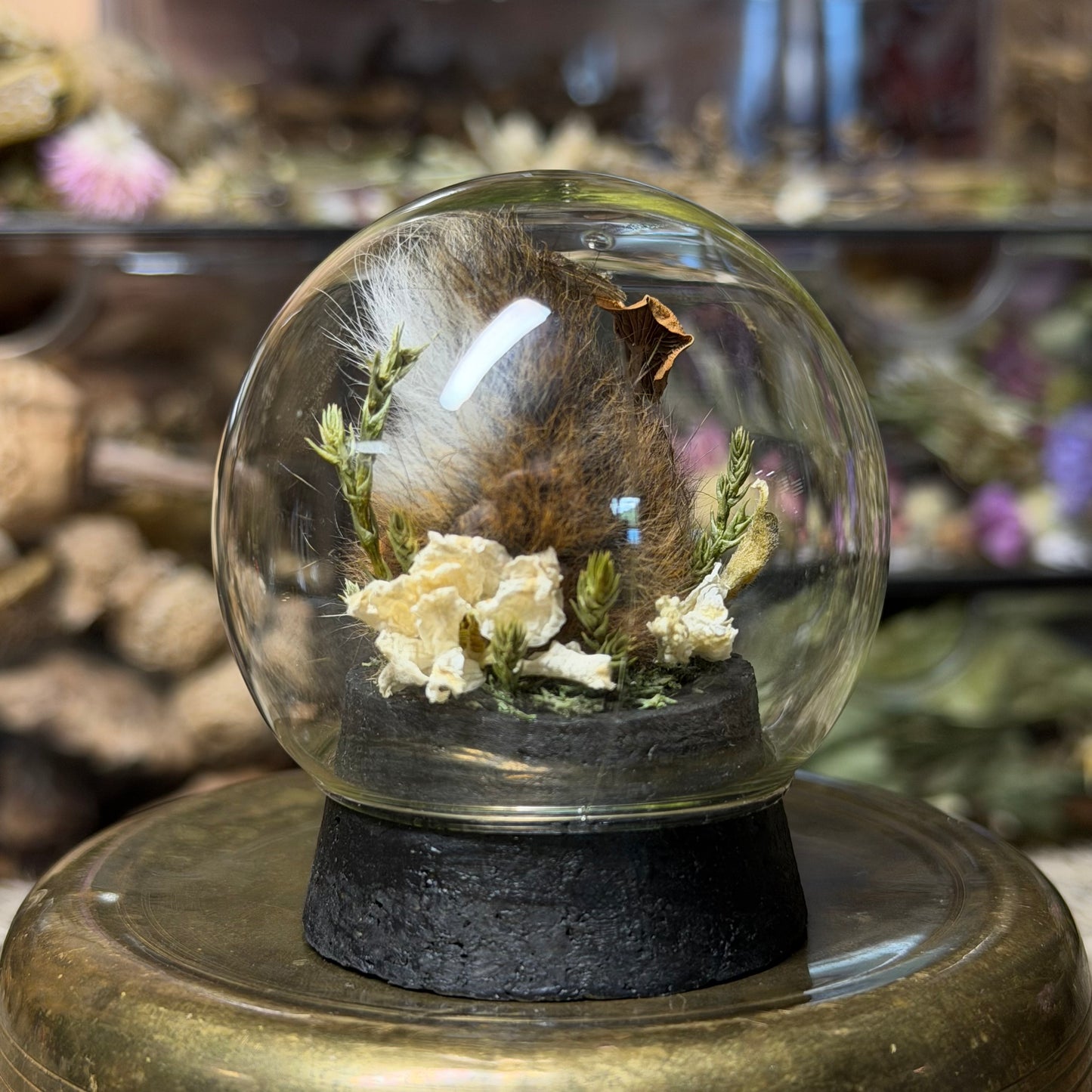 mummified rabbit tail globe cloche