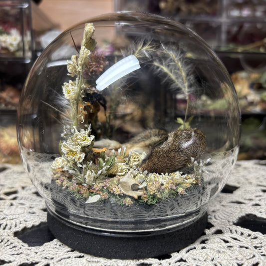 baby cottontail rabbit globe shrine