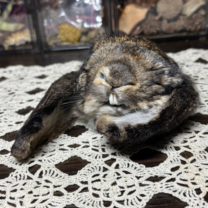 mummified domestic rabbit heads