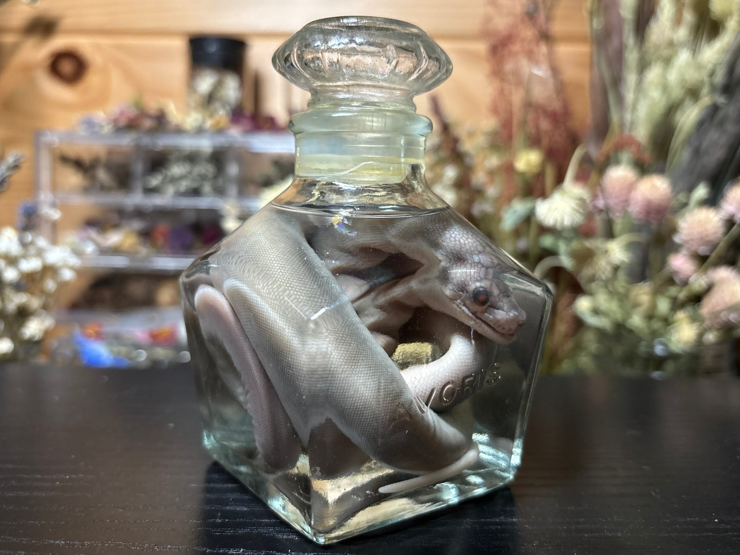 stillborn patternless reticulated python wet specimen