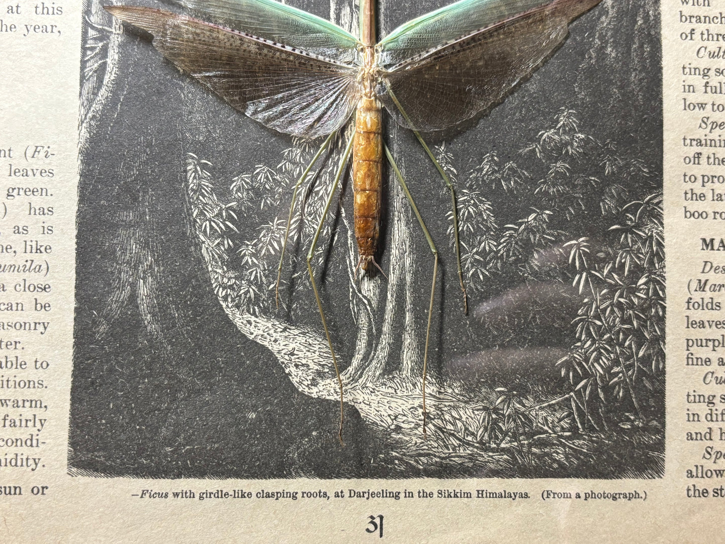 asian green mantis frame
