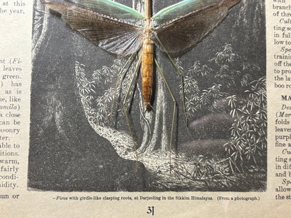 asian green mantis frame