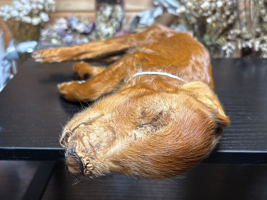 mummified kunekune piglet