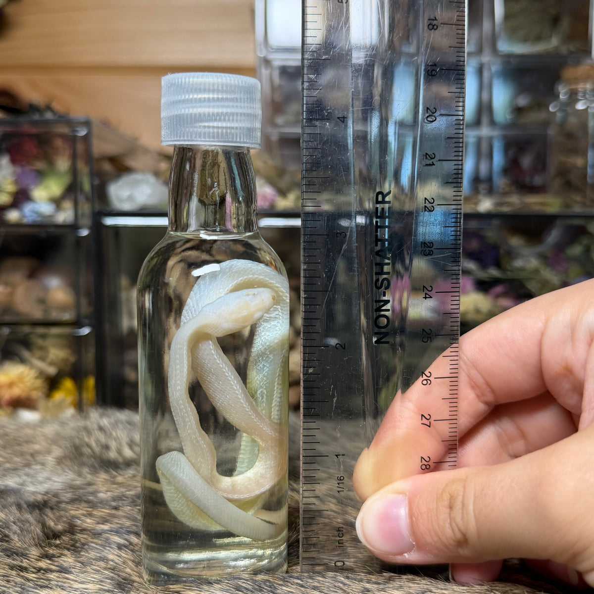 baby whiteout corn snake wet specimen