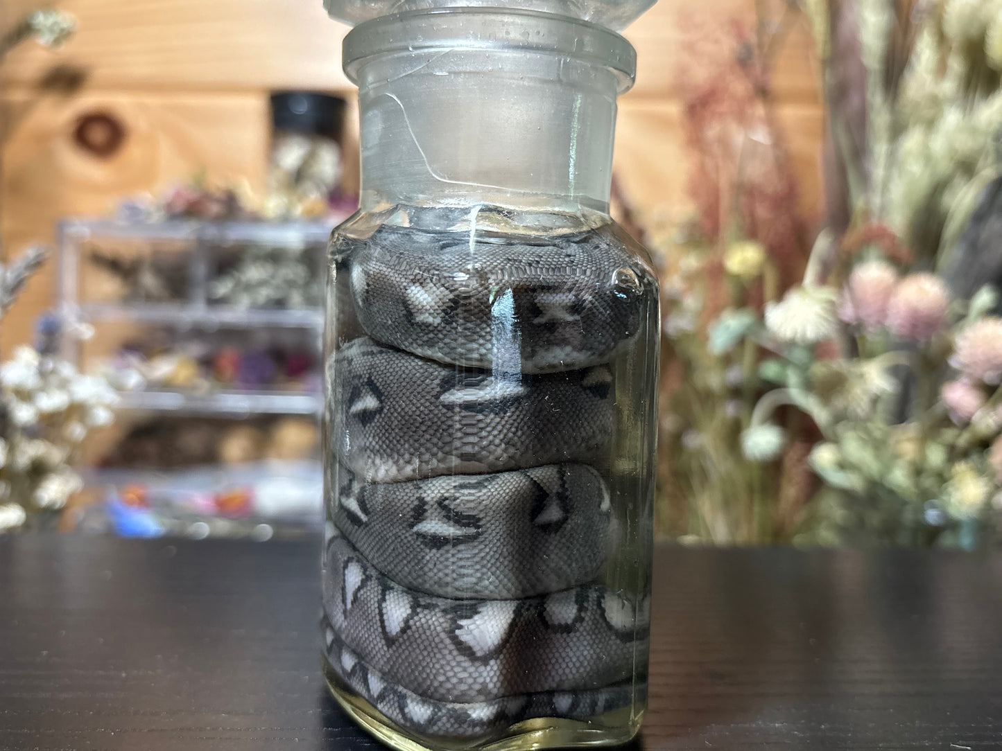 reticulated python hatchling wet specimen
