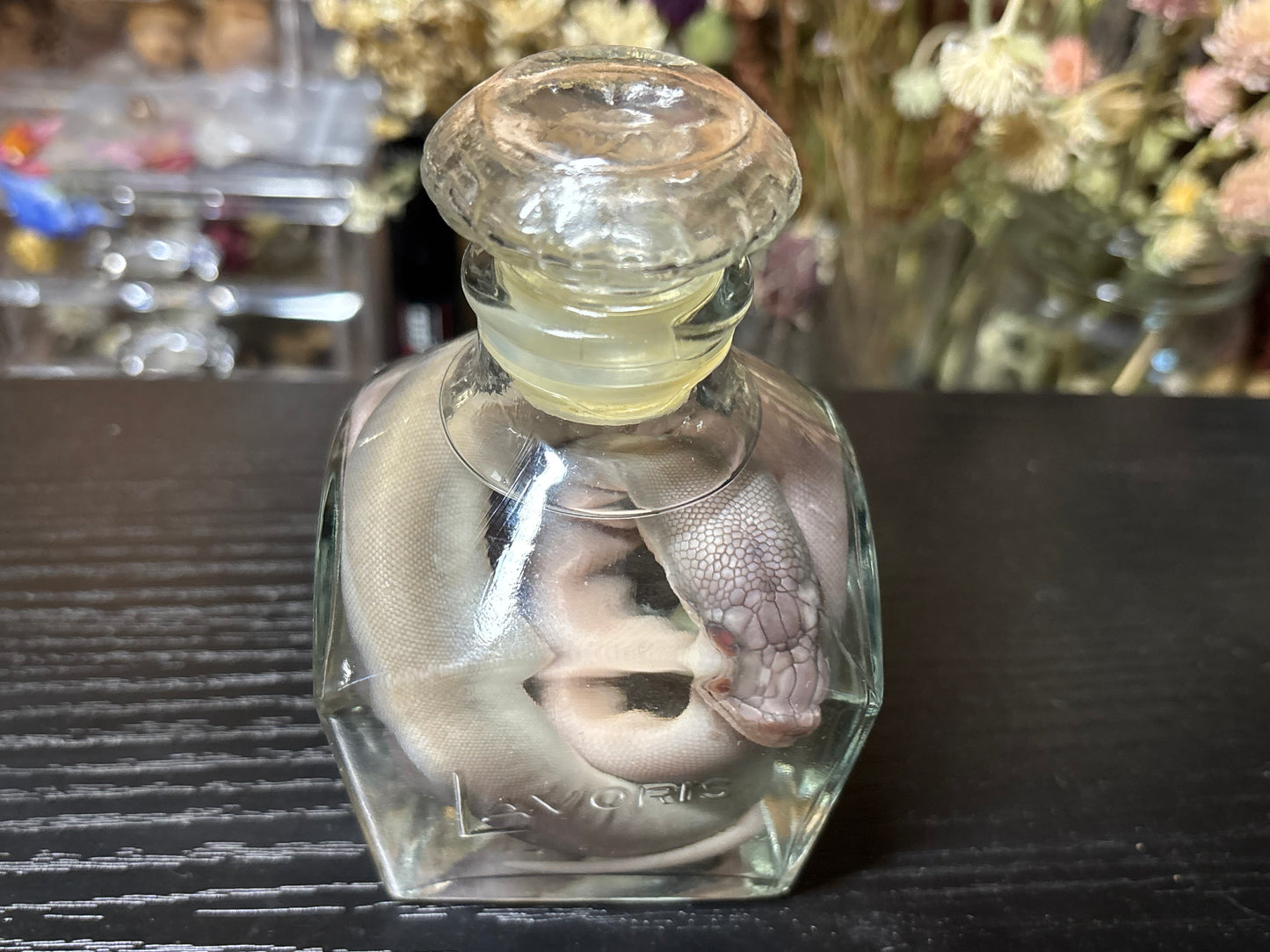 stillborn patternless reticulated python wet specimen