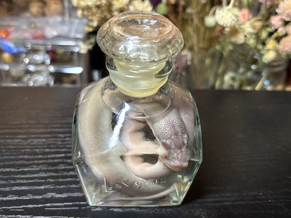 stillborn patternless reticulated python wet specimen