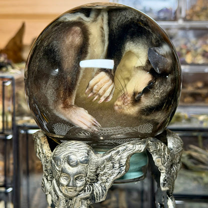 sugar glider globe wet specimen