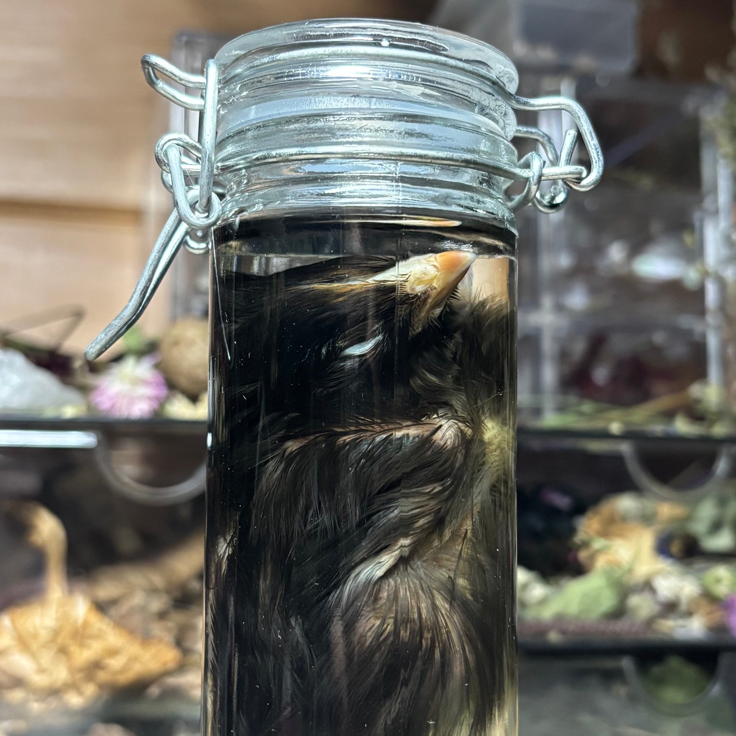domestic chick wet specimen