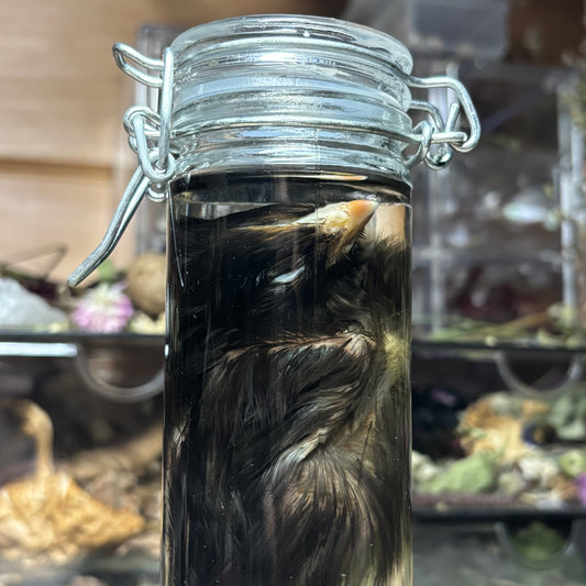 domestic chick wet specimen