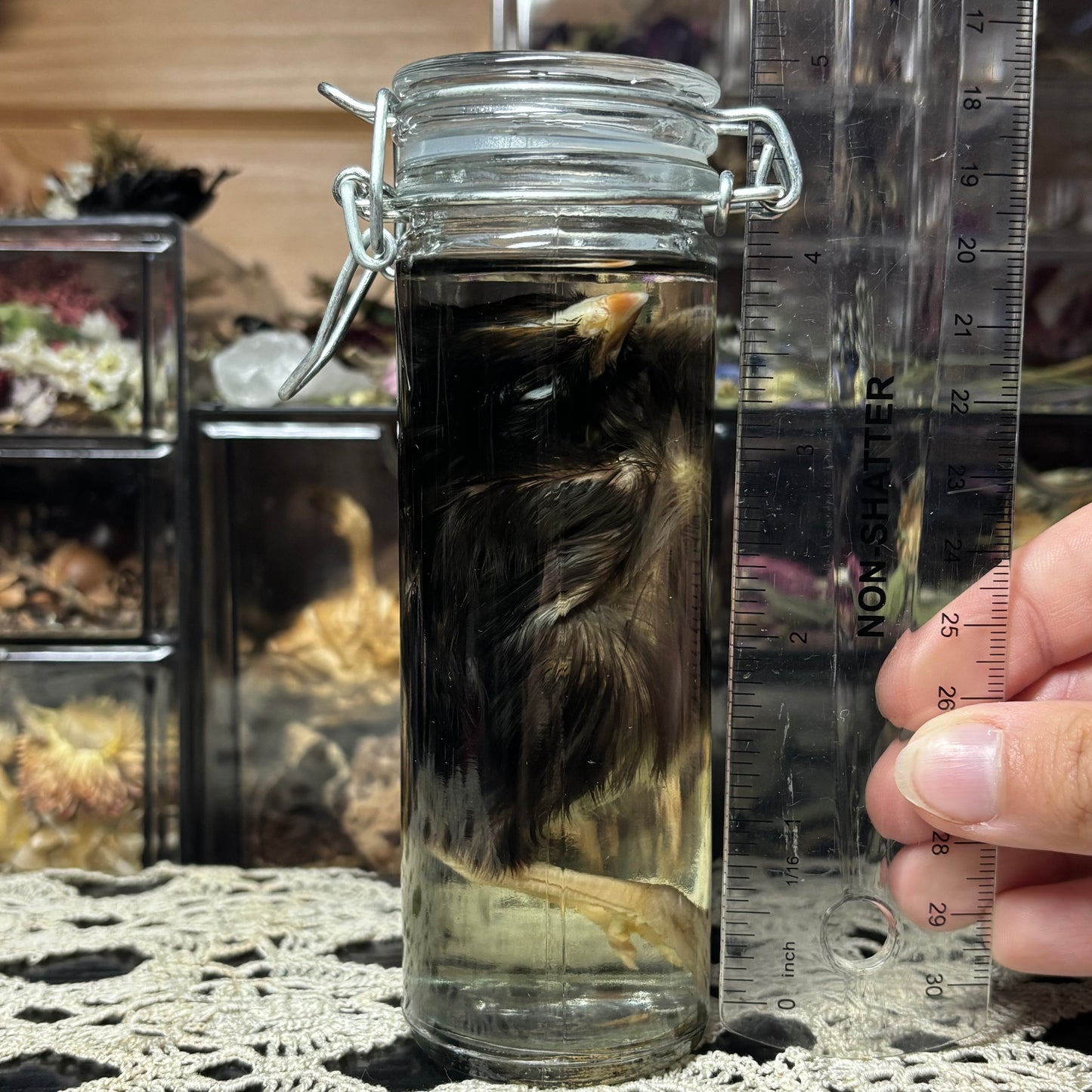 domestic chick wet specimen