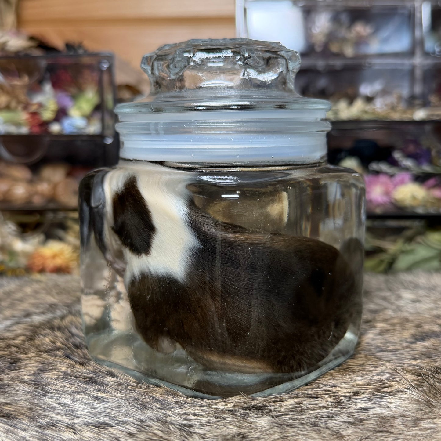 full-term bully puppy wet specimen