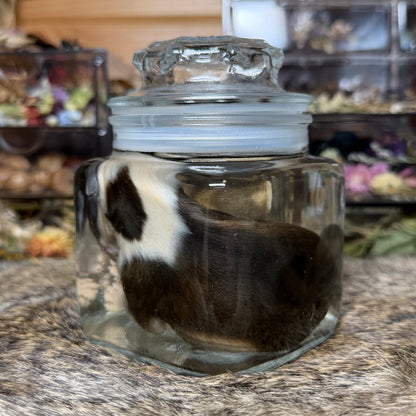 full-term bully puppy wet specimen