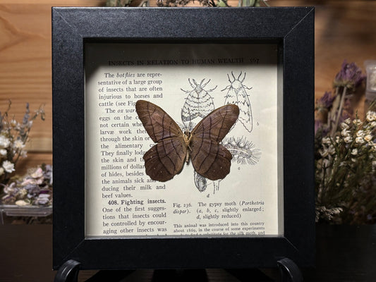 pierella butterfly frame