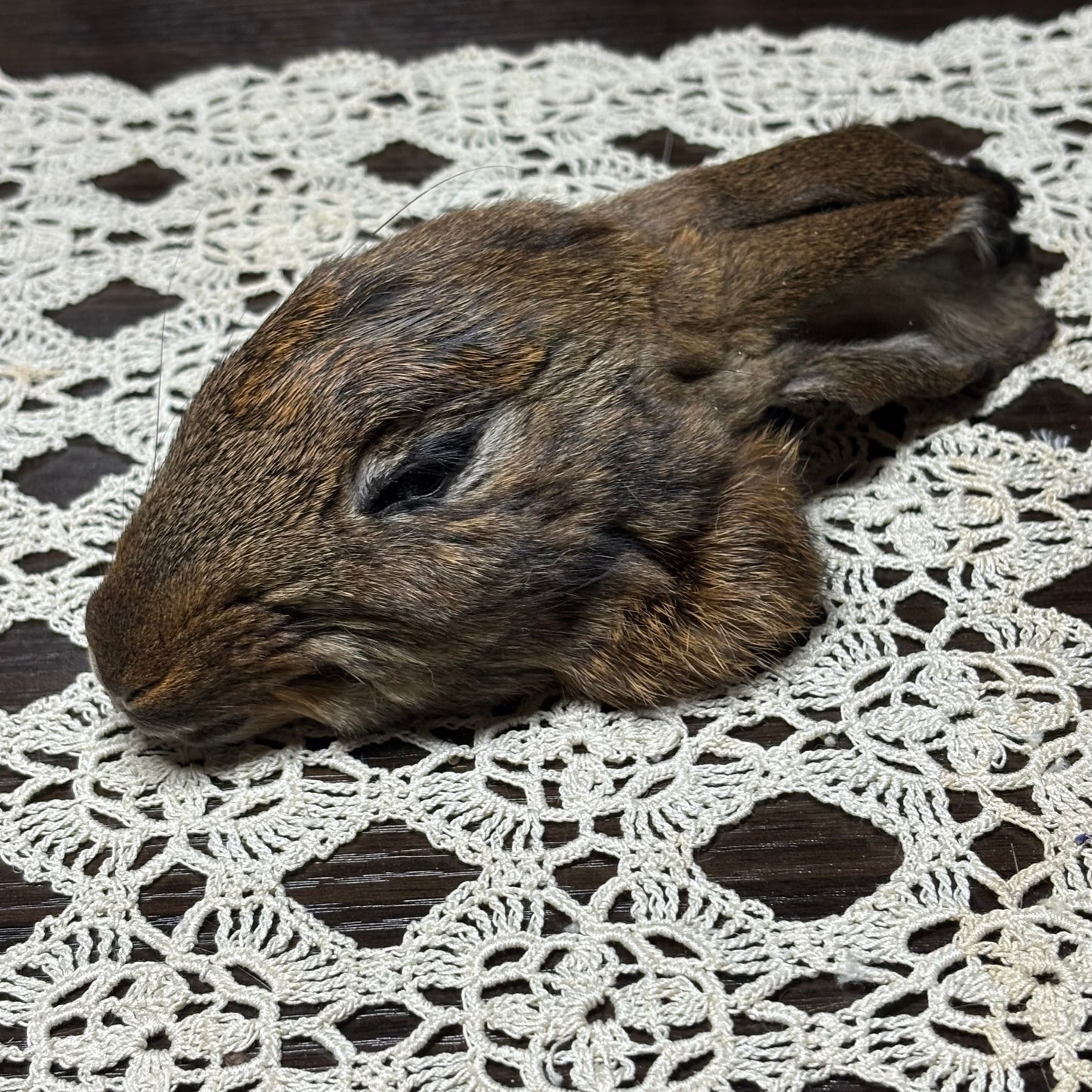 mummified domestic rabbit heads