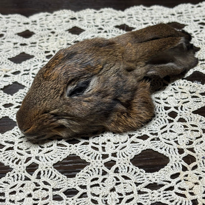 mummified domestic rabbit heads