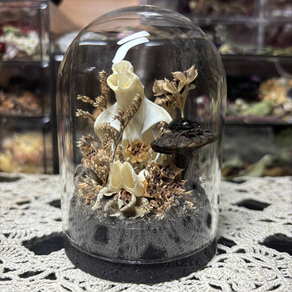 muskrat skull dome