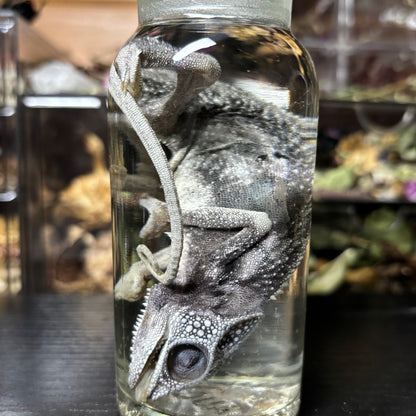 panther chameleon wet specimen