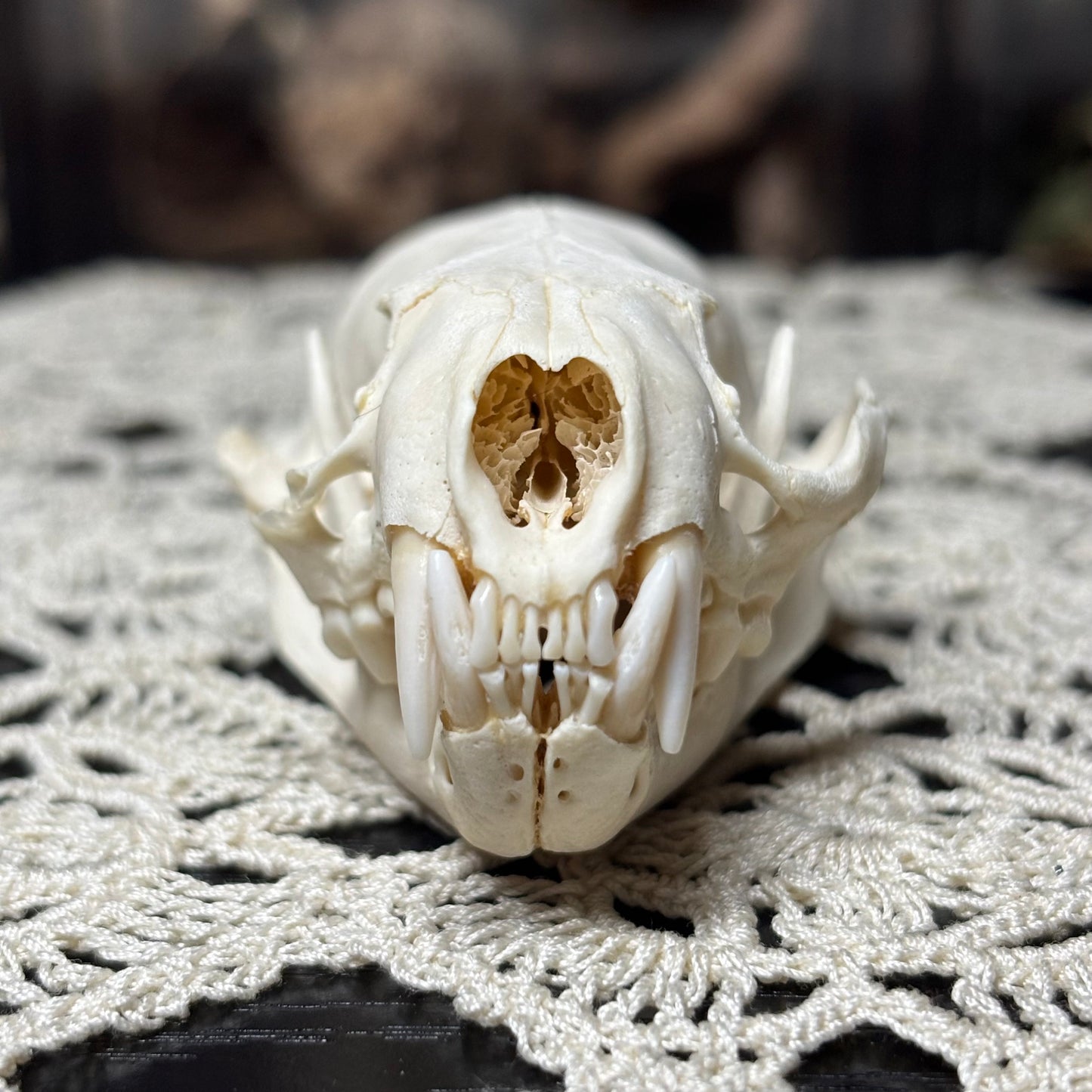 imperfect mink skull