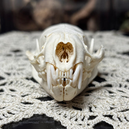 imperfect mink skull