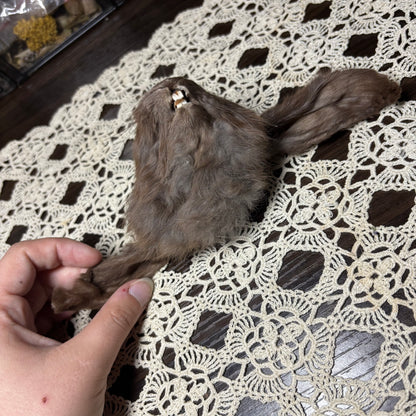 mummified domestic rabbit heads