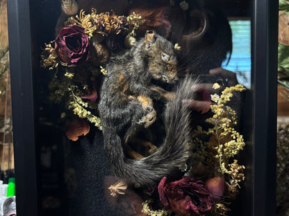 baby melanistic squirrel shrine frame