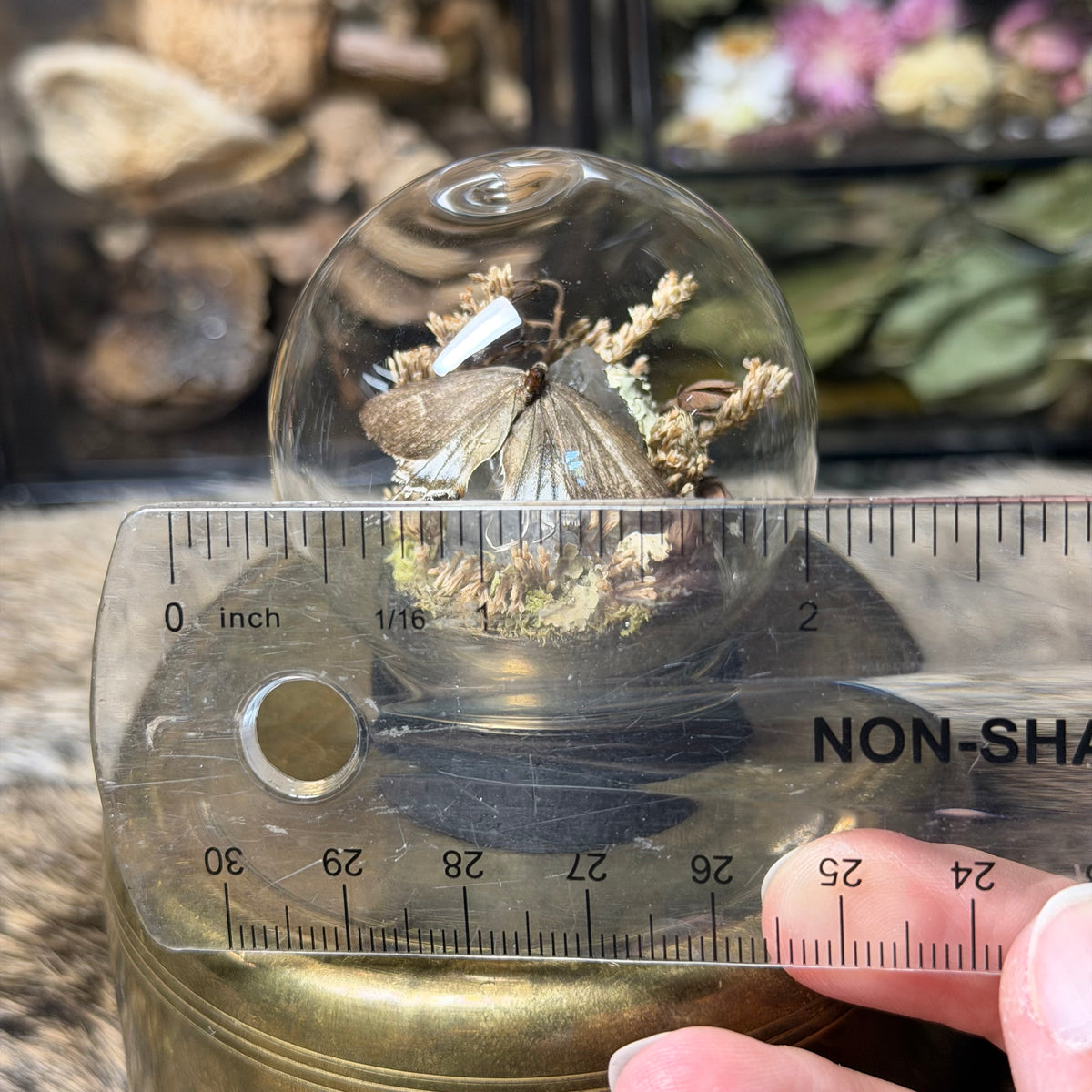 hairstreak butterfly globe cloche