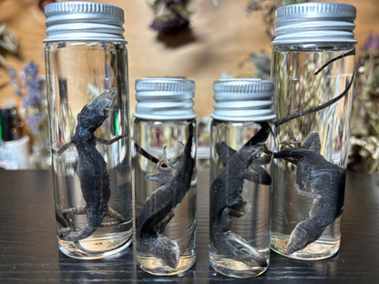 green anole wet specimens