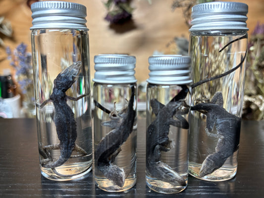 green anole wet specimens