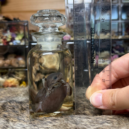 “the embrace” tree frog trio wet specimens