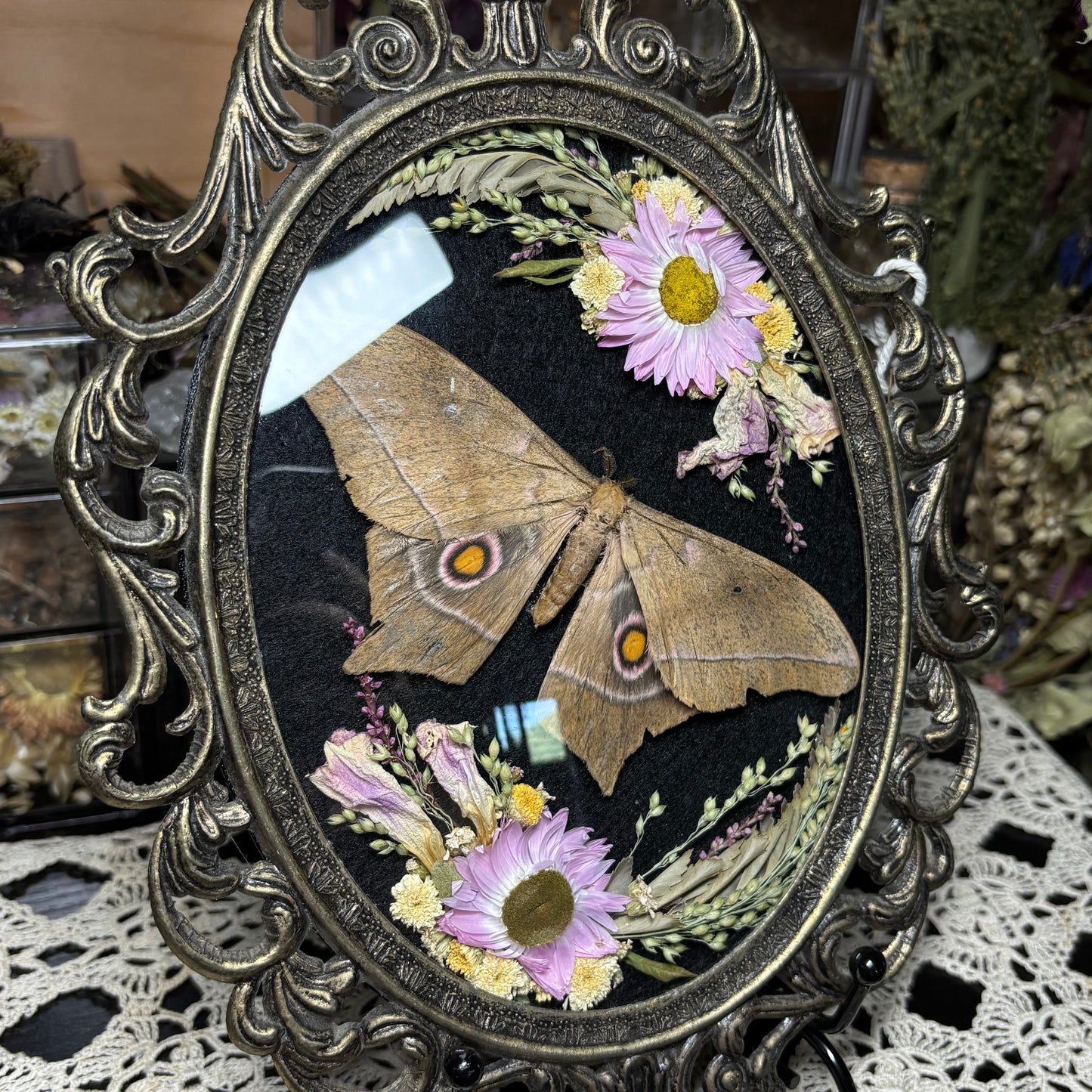 pink toned eyed silk moth vintage frame