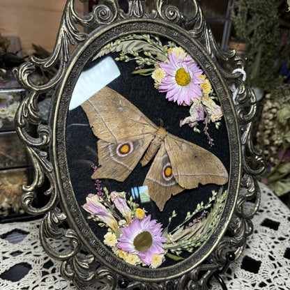 pink toned eyed silk moth vintage frame