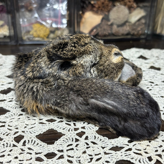mummified domestic rabbit heads