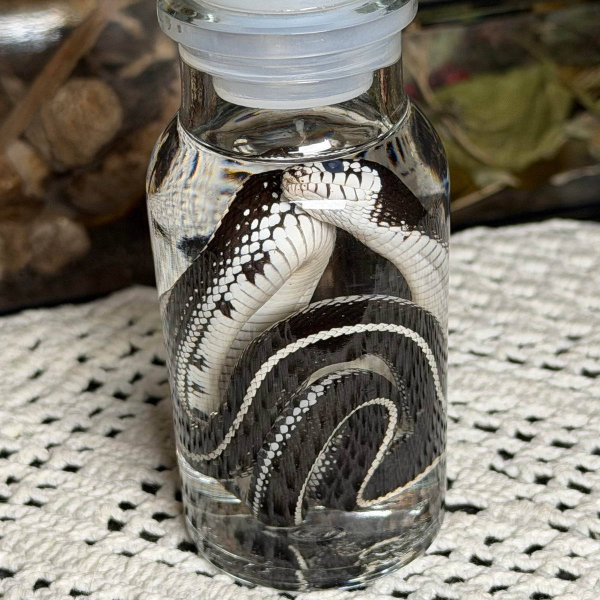 baby king snake wet specimen