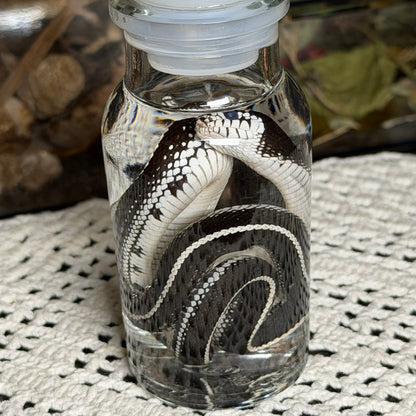 baby king snake wet specimen