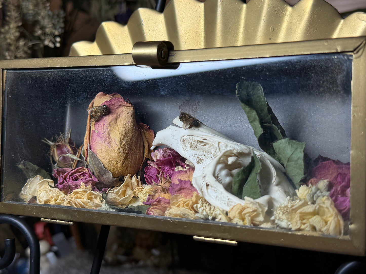 rabbit skull in angelic vessel