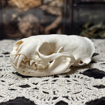 imperfect mink skull