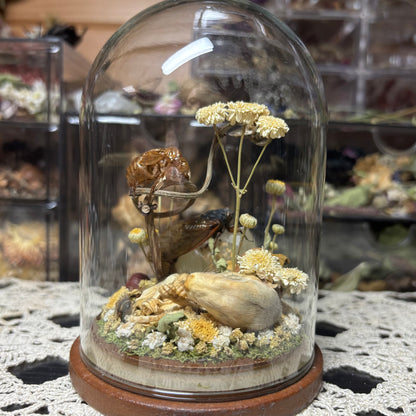 opossum joey dome shrine